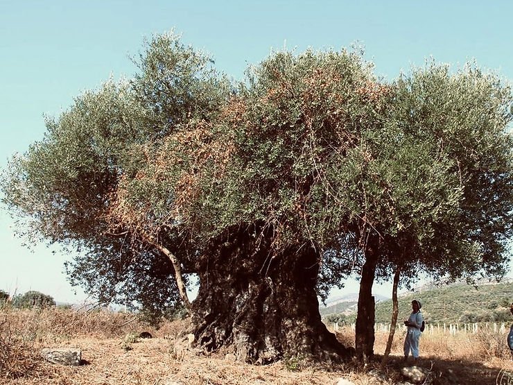 Anıt zeytin ağacı